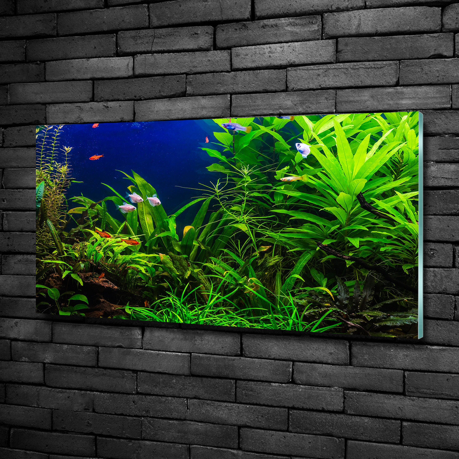 Glas-Bild Wandbilder Druck auf Glas 100x50 Deko Landschaften Fische im Aquarium