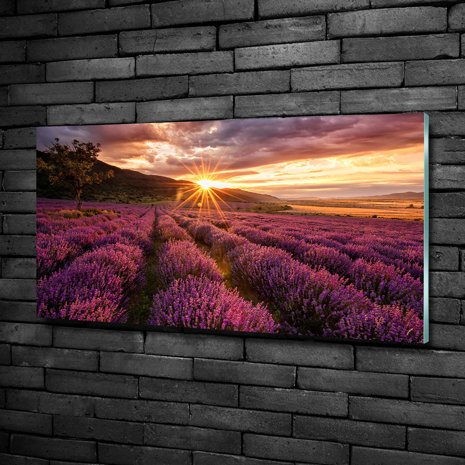 Acrylglas XXL Wandbild Lavendelfeld Panorama violett BILD hohe Farbechtheit