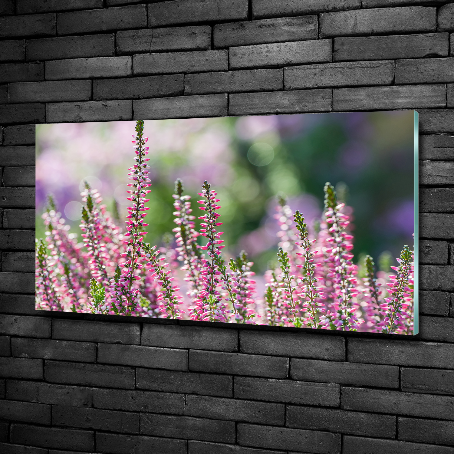 Glas-Bild Wandbilder Druck auf Glas 100x50 Deko Blumen & Pflanzen Besenheide
