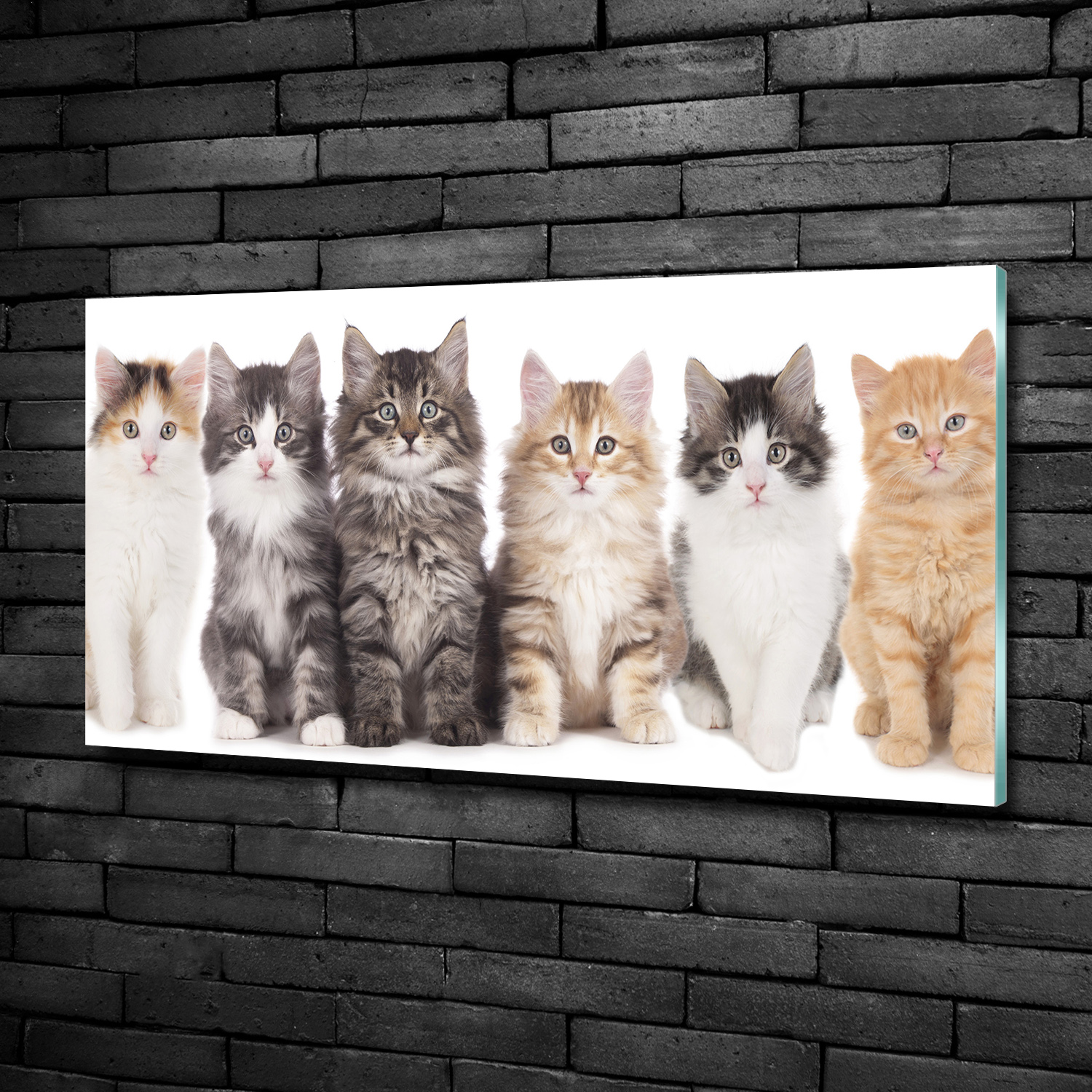 Wandbild Glas-Bild Druck auf Glas 100x50 Deko Tiere Sechs Katzen