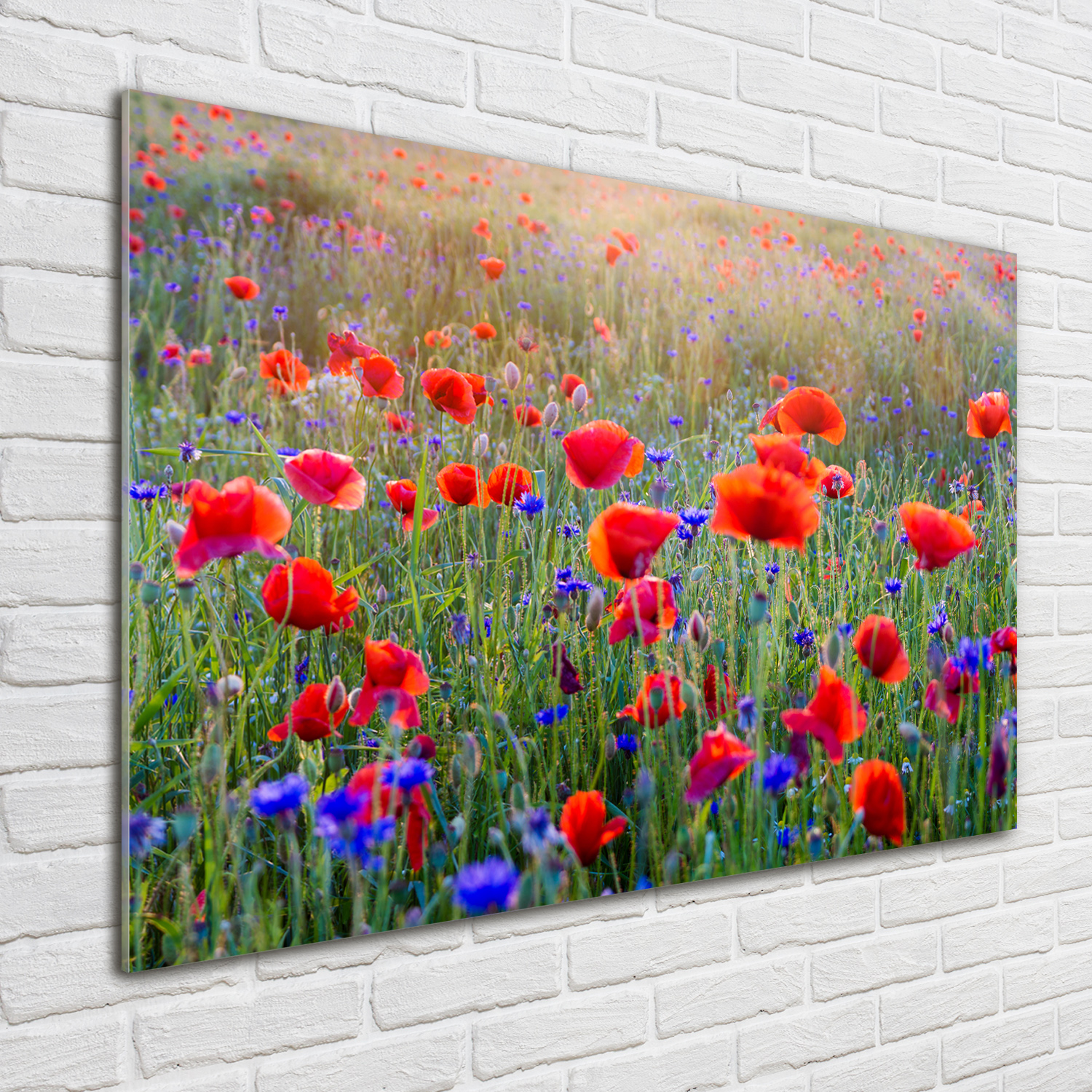 Glas-Bild Wandbilder Druck auf Glas 100x70 Deko Blumen & Pflanzen Wildblumen