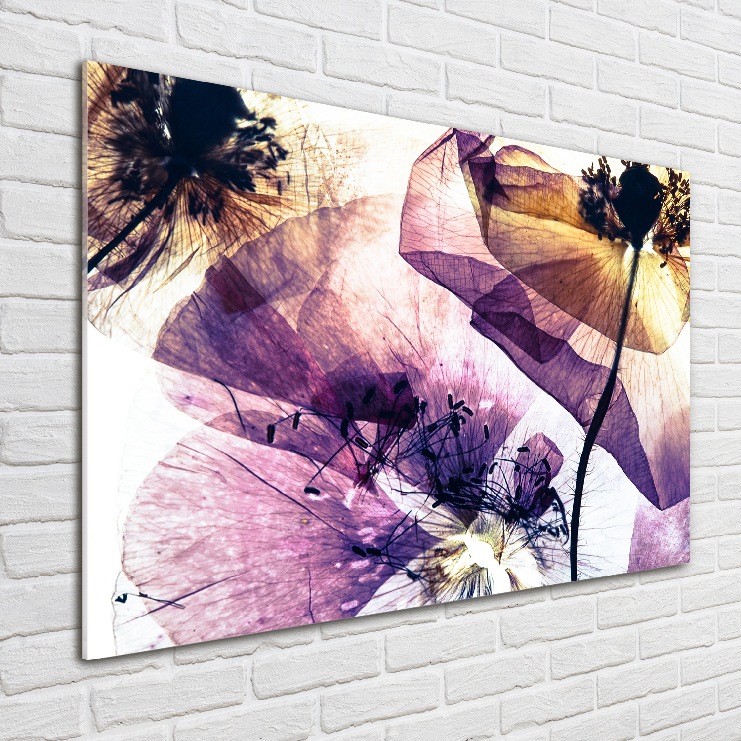 Glas-Bild Wandbilder Druck auf Glas 100x70 Blumen & Pflanzen Trockene Mohnblumen