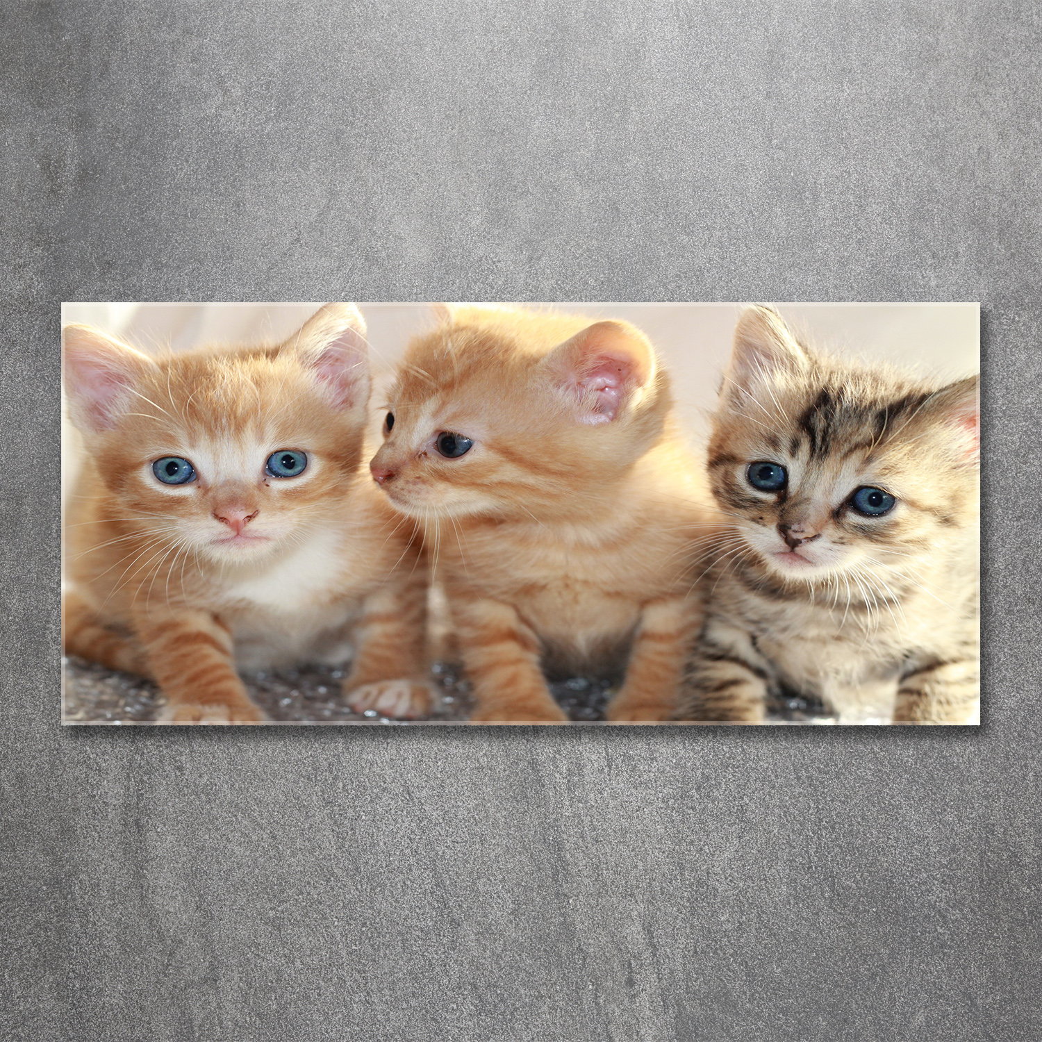 Glas-Bild Wandbilder Druck auf Glas 120x60 Deko Tiere Kleine Katzen
