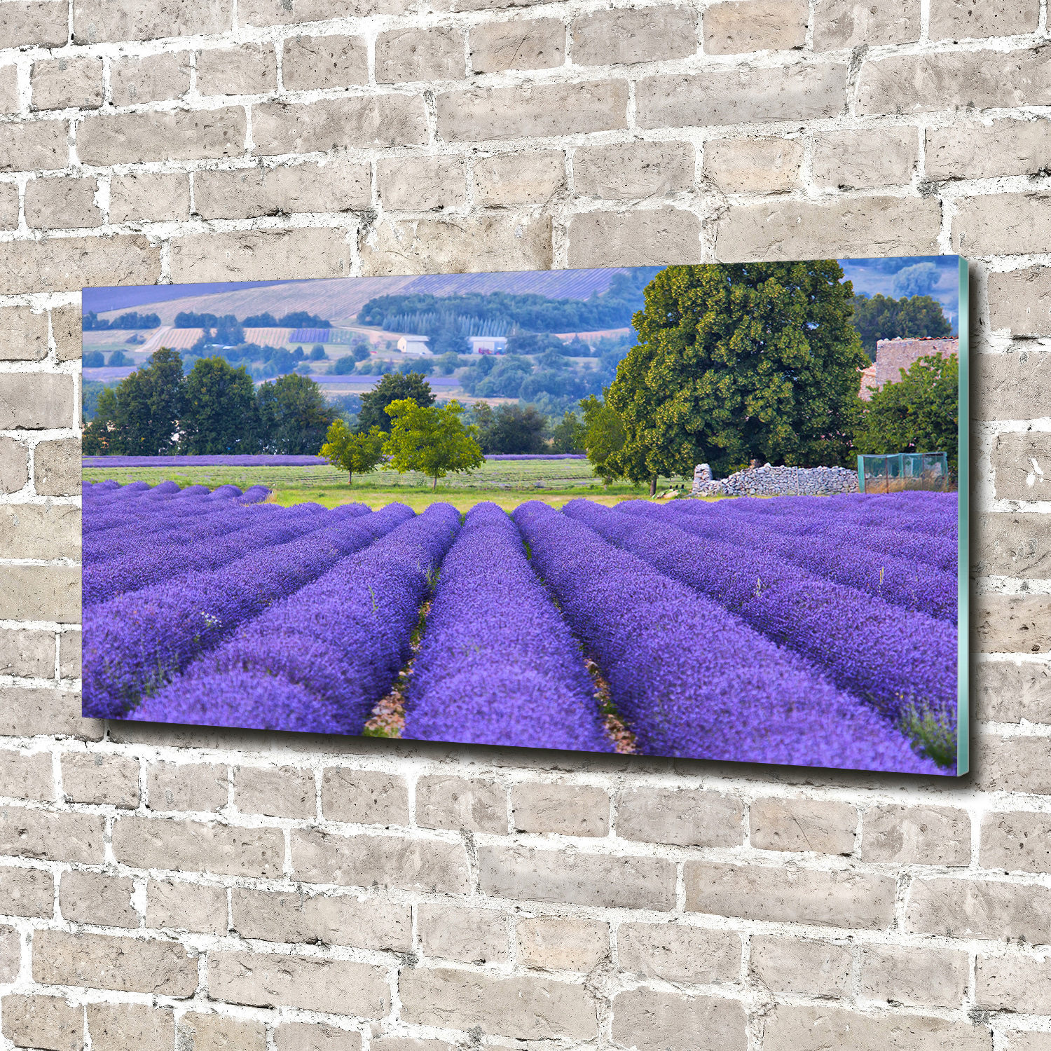 Glas-Bild Wandbilder Druck auf Glas 140x70 Deko Landschaften Lavendelfeld