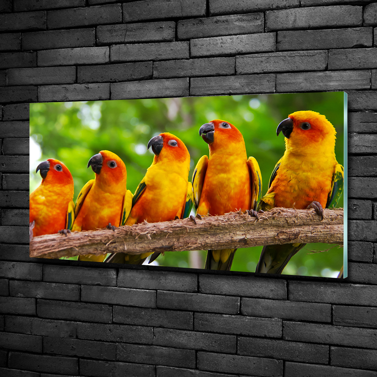 Acrylglas-Bild Wandbilder Druck 100x50 Deko Tiere Papageien auf Ast
