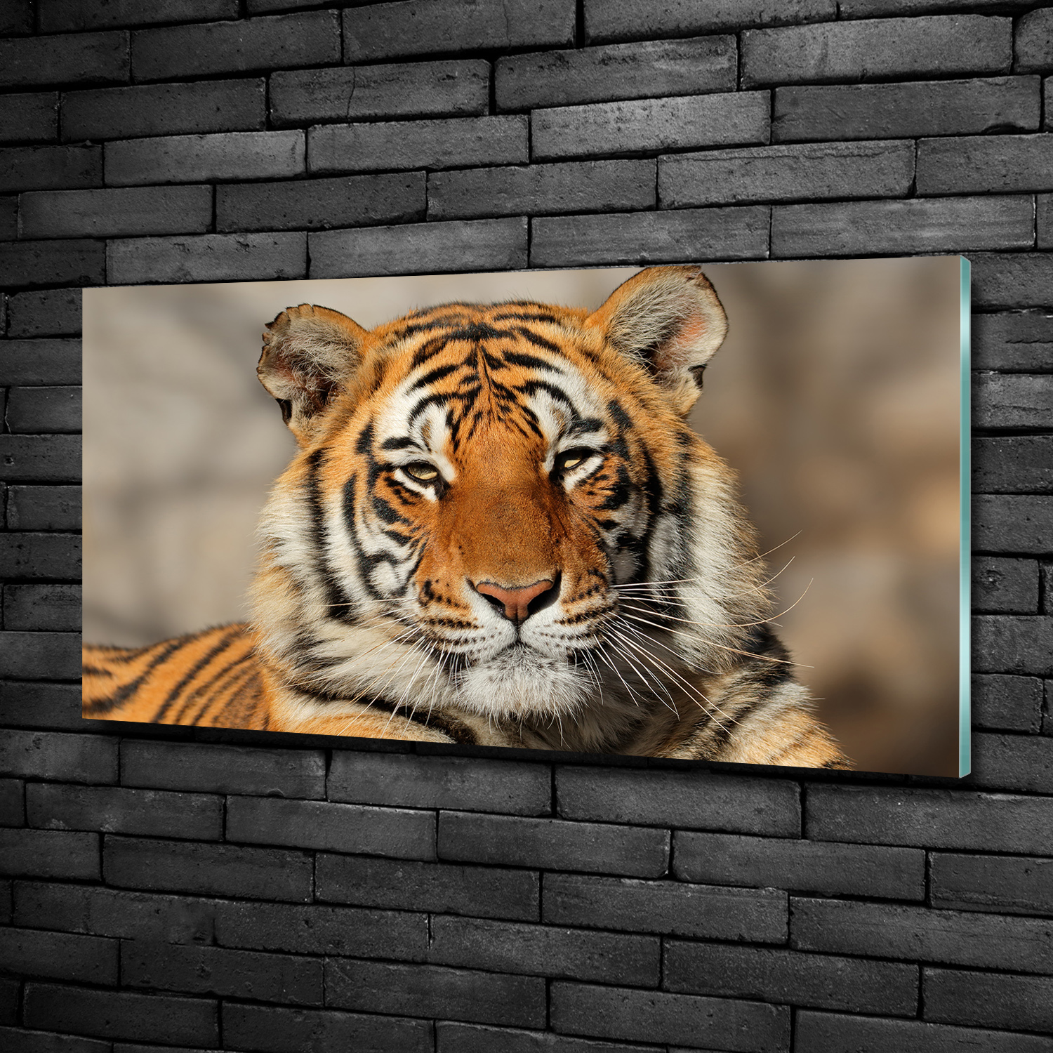 Acrylglas-Bild Wandbilder Druck 100x50 Deko Tiere Bengalischer Tiger