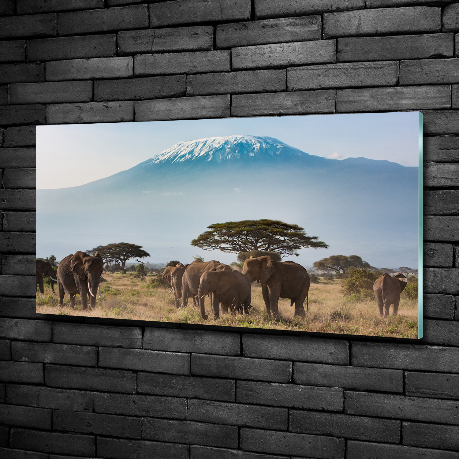 Wandbild aus Plexiglas® Druck auf Acryl 100x50 Tiere Elefant Kilimanjaro