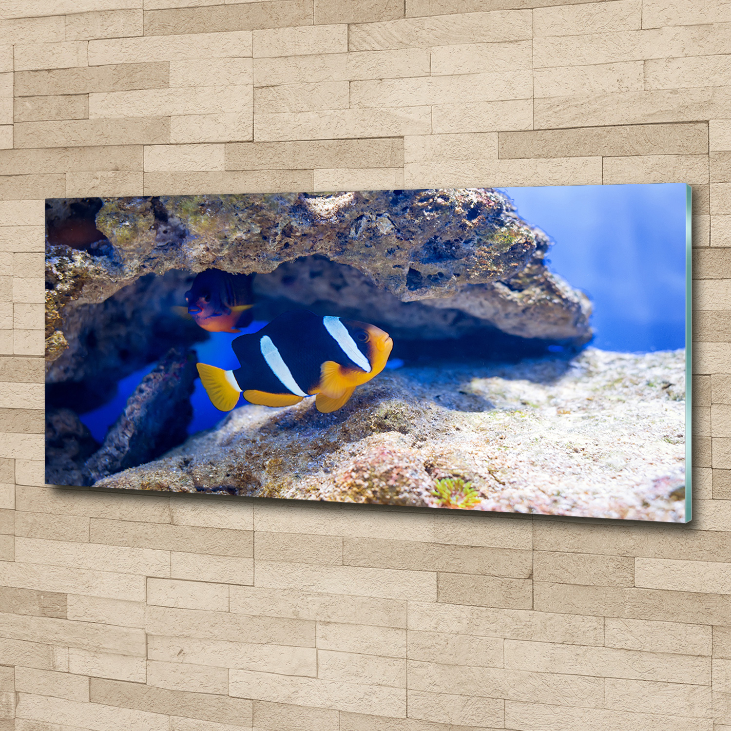 Acrylglas-Bild Wandbilder Druck 125x50 Deko Tiere Tropischer Fisch