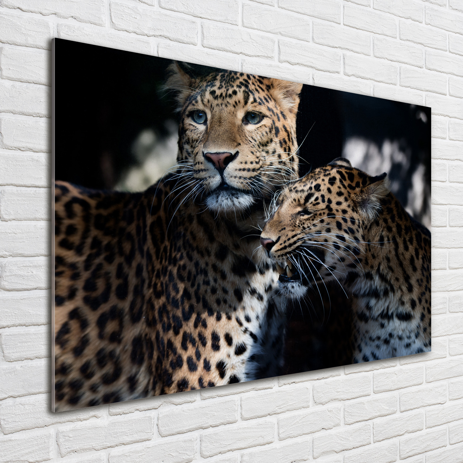 Acrylglas-Bild Wandbilder Druck 100x70 Deko Tiere Zwei Leoparden