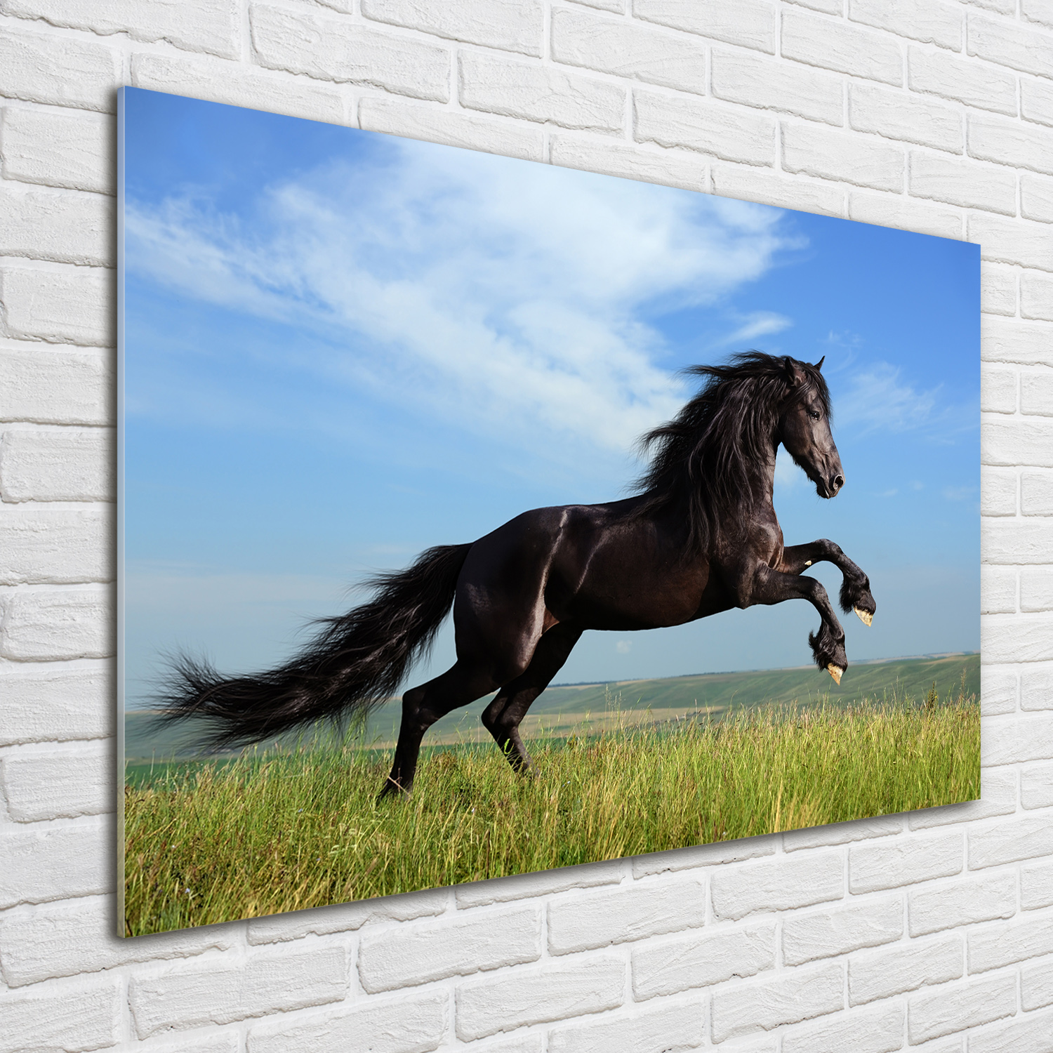 Acrylglas-Bild Wandbilder Druck 100x70 Deko Tiere Rappe Wiese