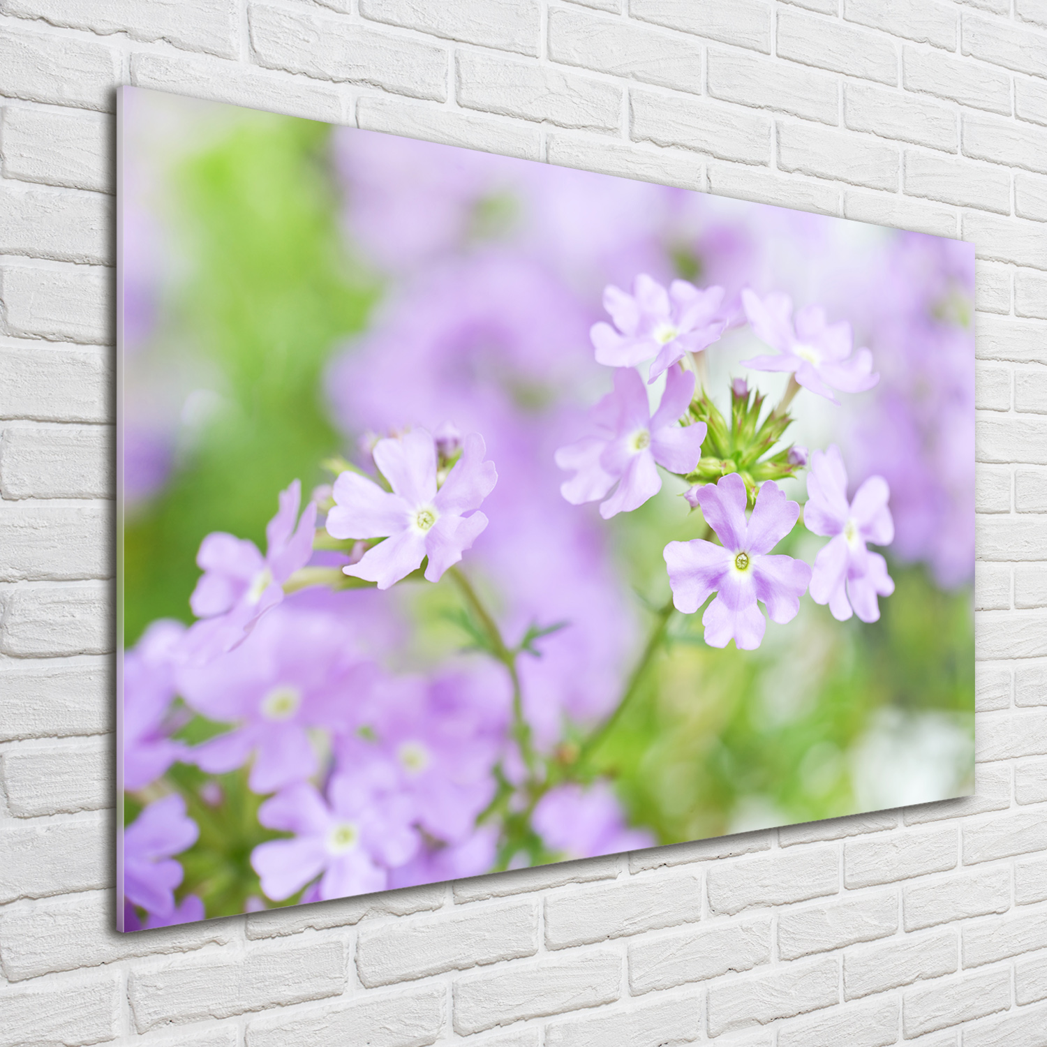 Acrylglas-Bild Wandbilder Druck 100x70 Deko Blumen & Pflanzen Eisenkraut