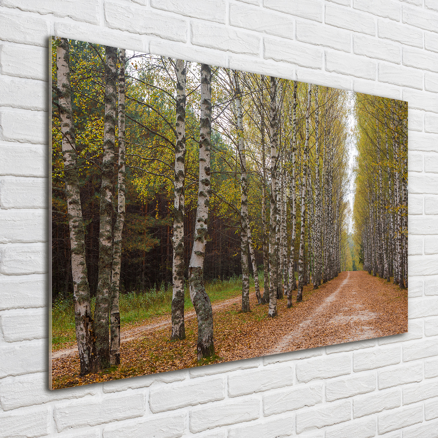 Wandbild aus Plexiglas® Druck auf Acryl 100x70 Landschaften Birken Allee