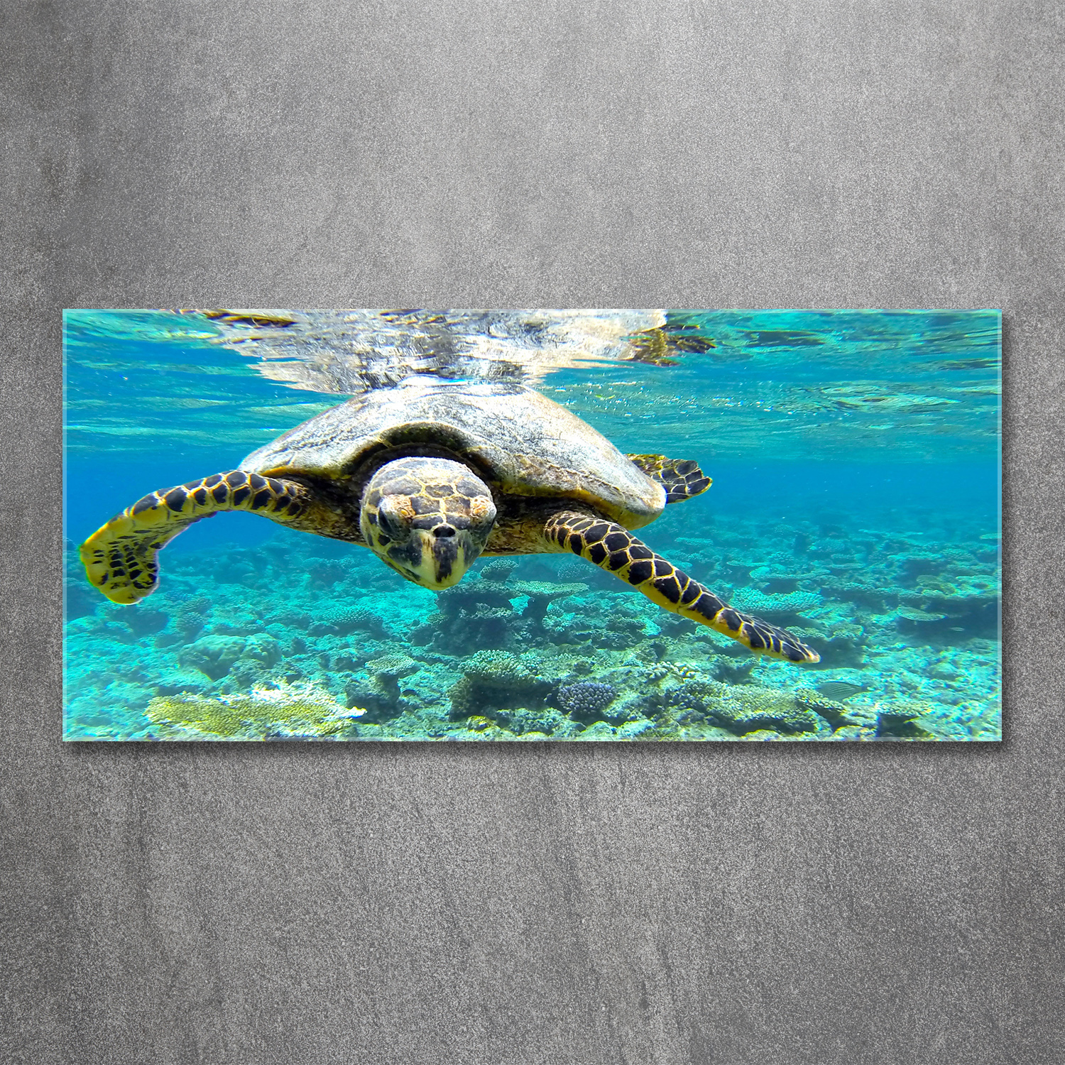 Acrylglas-Bild Wandbilder Druck 120x60 Deko Tiere Meeresschildkröte