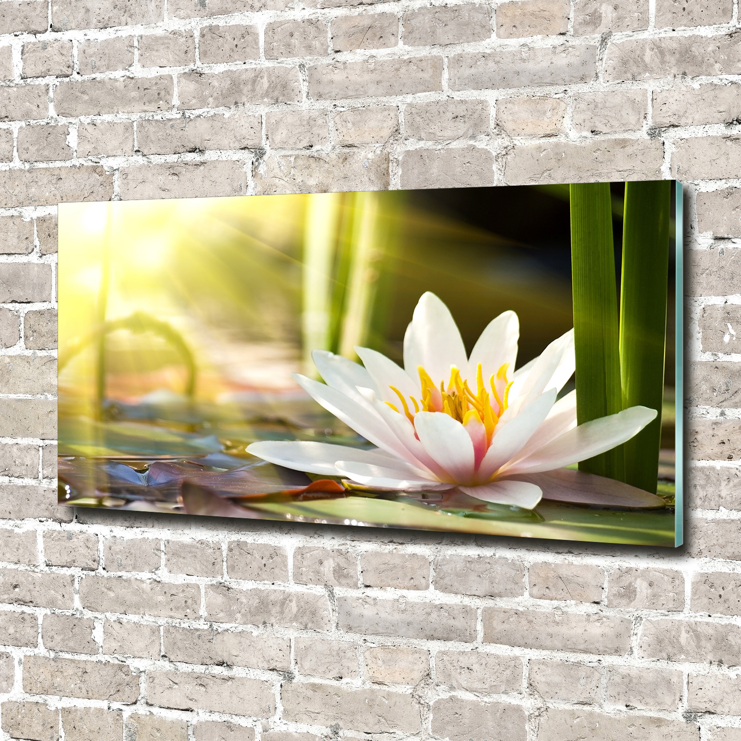 Acrylglas-Bild Wandbilder Druck 140x70 Deko Blumen & Pflanzen Seerose