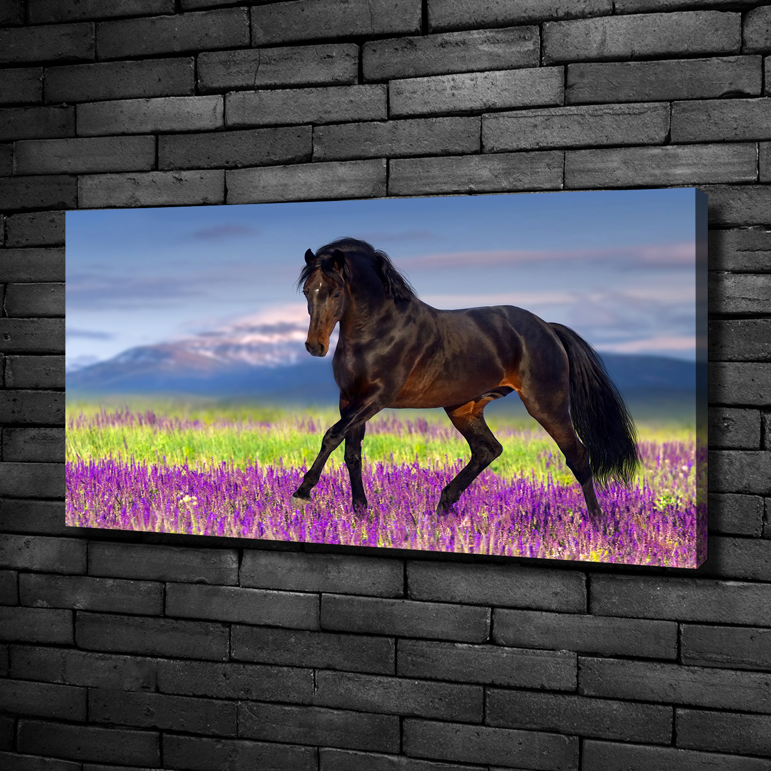 Leinwandbild Kunst-Druck 100x50 Bilder Tiere Pferd Lavendelfeld