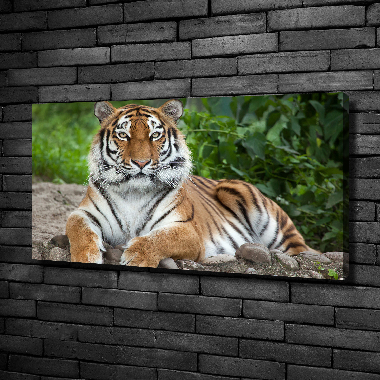 Leinwandbild Kunst-Druck 100x50 Bilder Tiere Korallenriff
