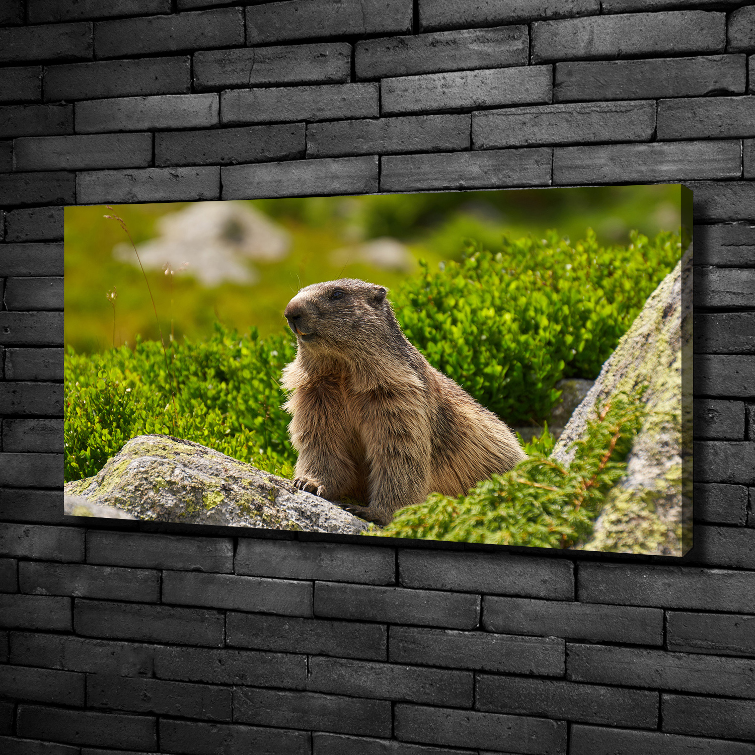 Leinwandbild Kunst-Druck 100x50 Bilder Tiere Korallenriff