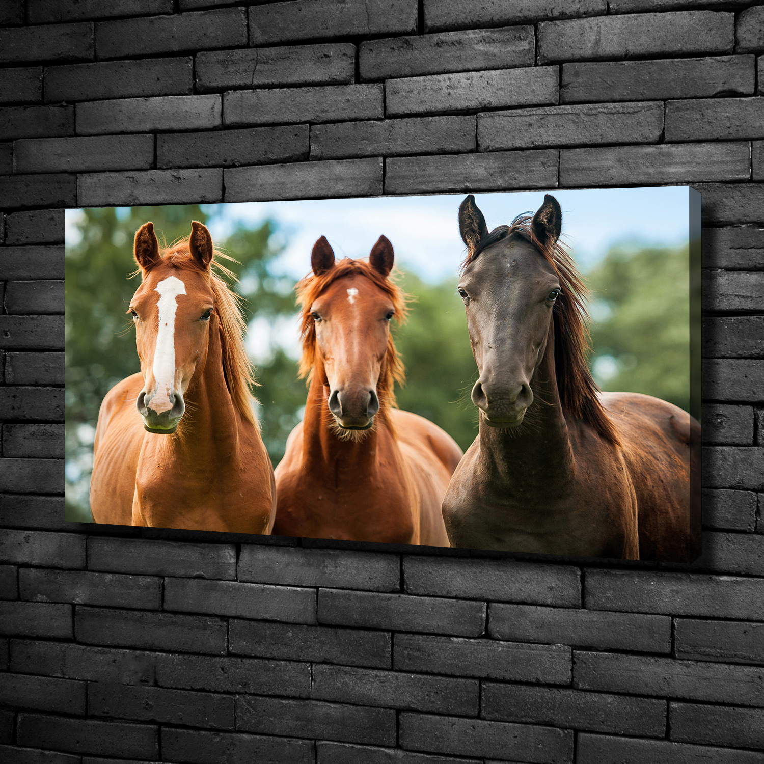 Leinwandbild Kunst-Druck 100x50 Bilder Tiere Korallenriff
