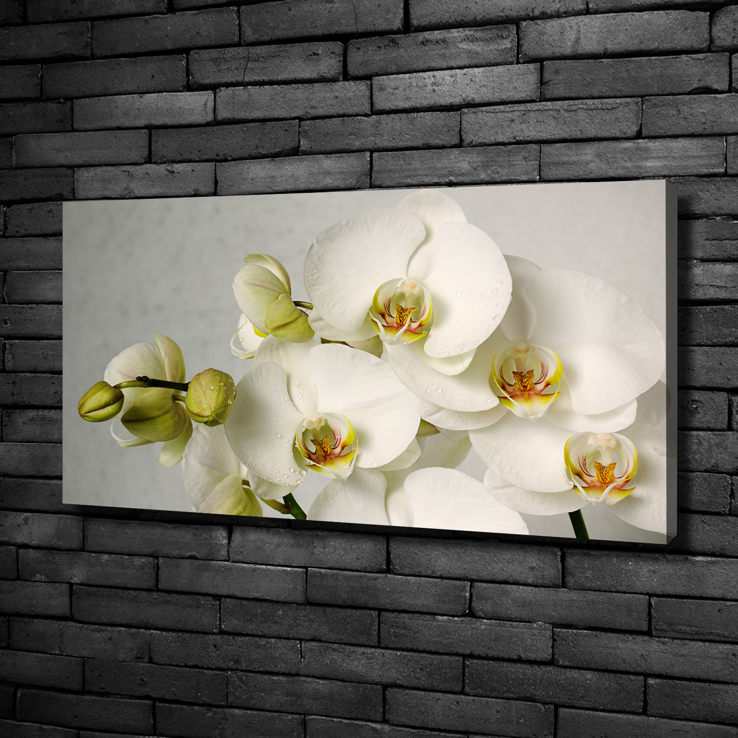 Leinwandbild Kunst Druck 100x50 Bilder Blumen Pflanzen Weisse Orchidee Ebay