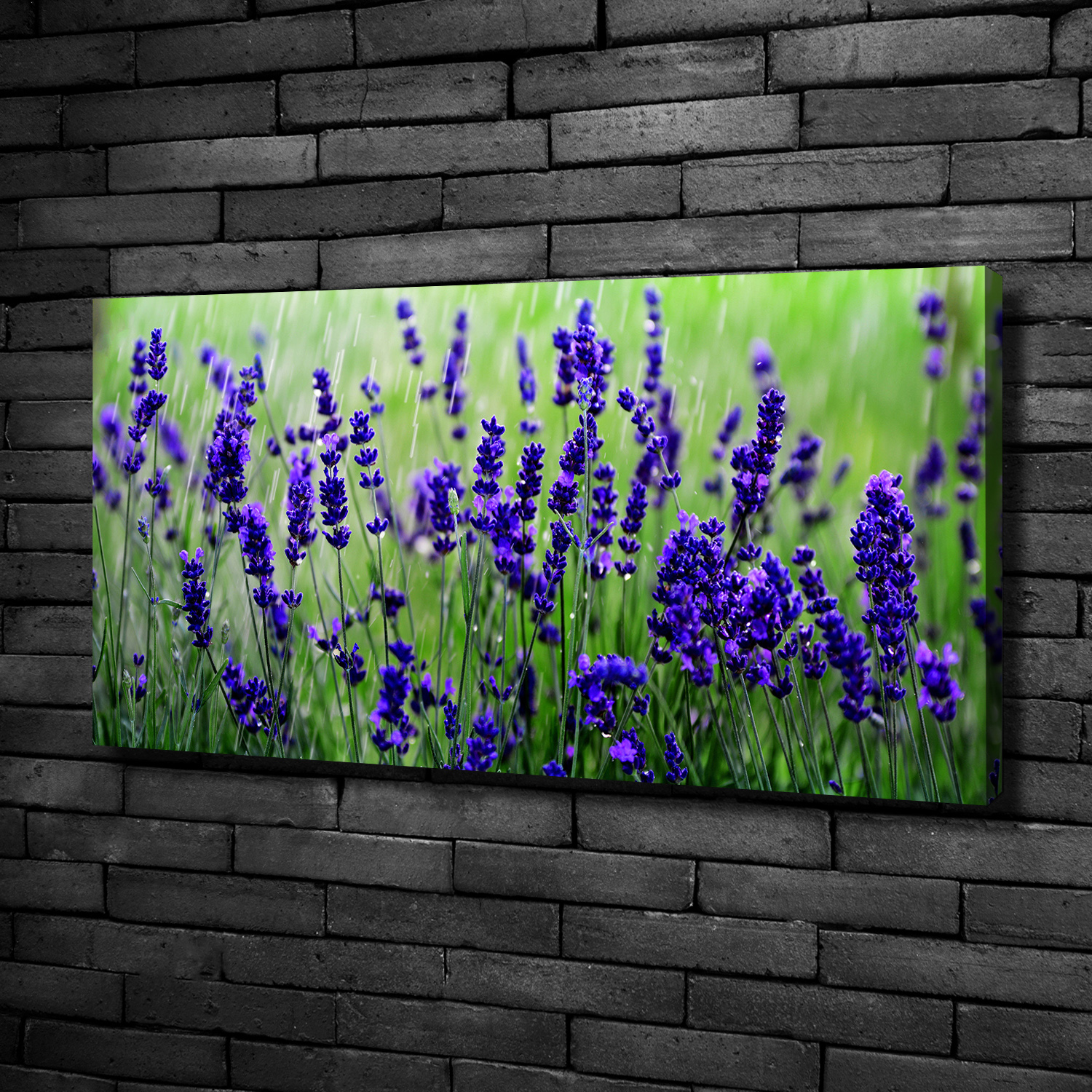 SET 5 teilig POSTER FOTO BILD LEINWAND VIOLETT PFLANZEN LAVENDEL 3FX1809S14
