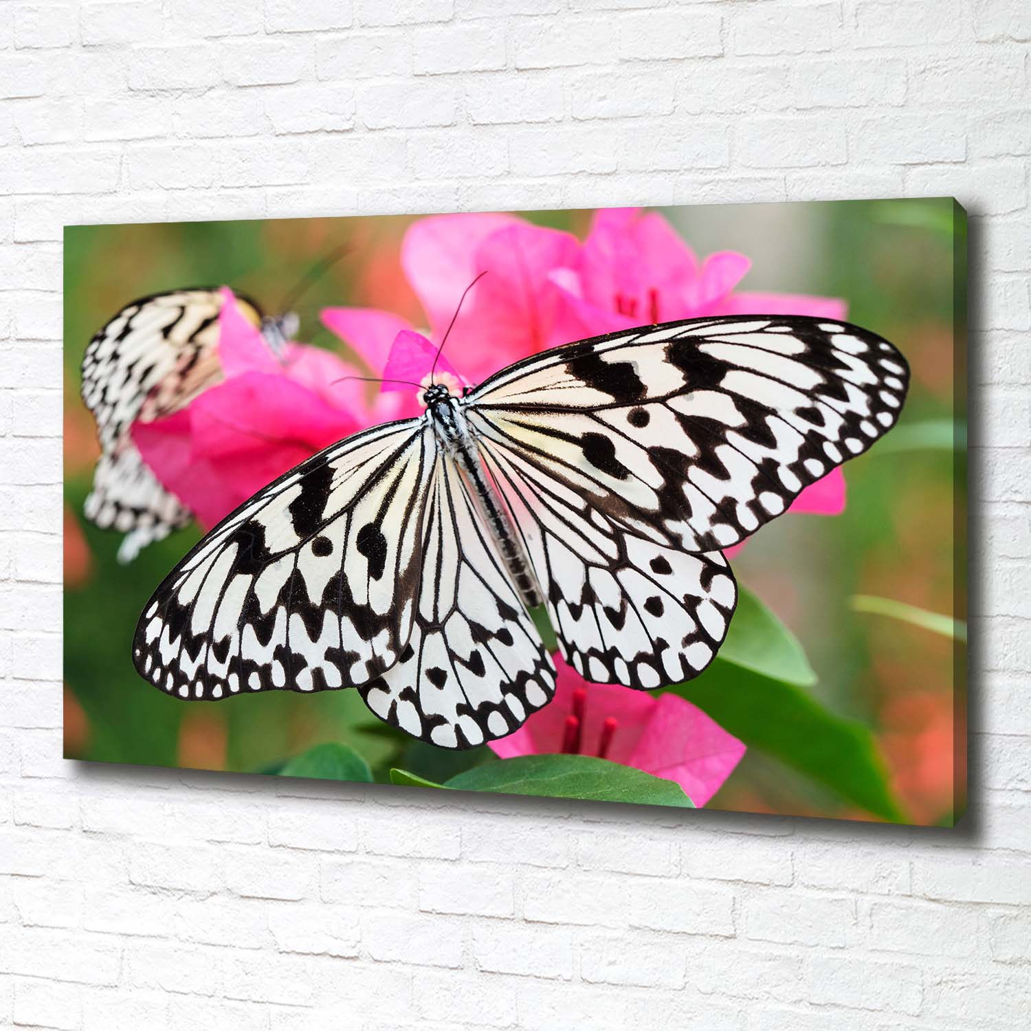 Leinwandbild Kunst-Druck 100x50 Bilder Tiere Bunte Schmetterlinge