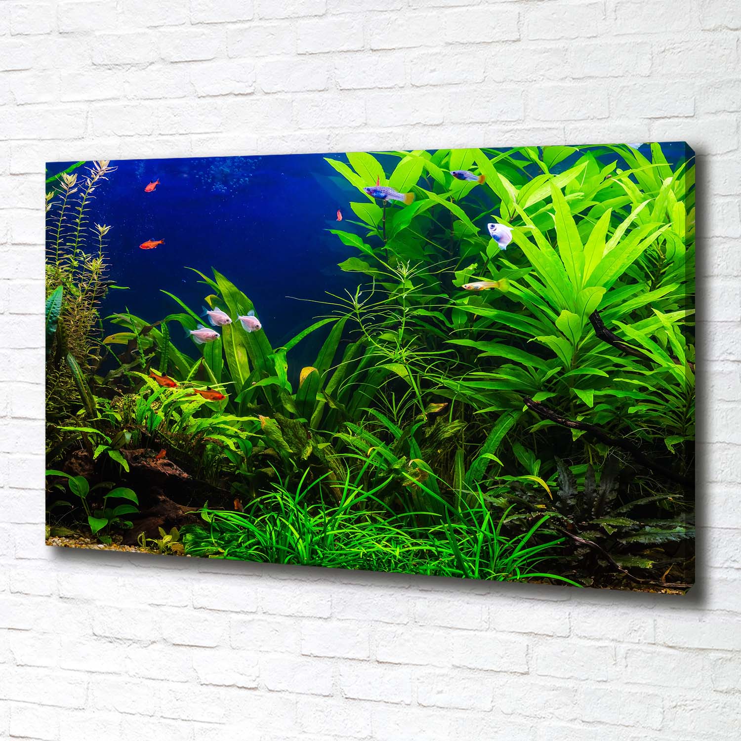Leinwandbild Kunst-Druck 100x70 Bilder Landschaften Fische im Aquarium