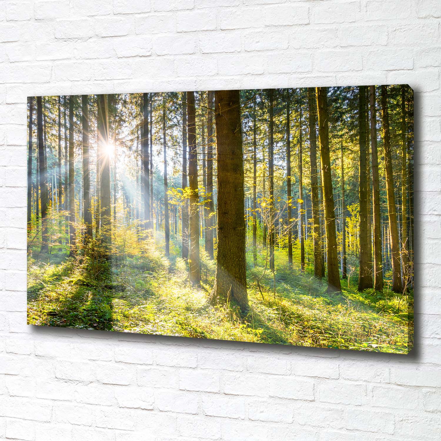 Leinwandbild Kunst-Druck 100x70 Bilder Landschaften Wald in der Sonne