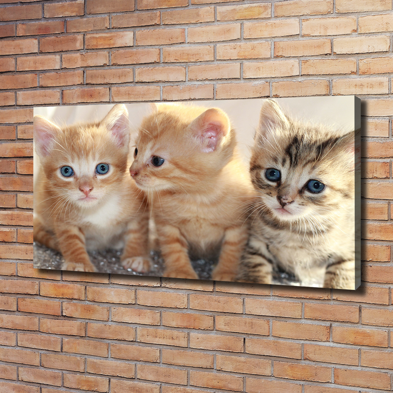 Leinwandbild Kunst-Druck 120x60 Bilder Tiere Kleine Katzen