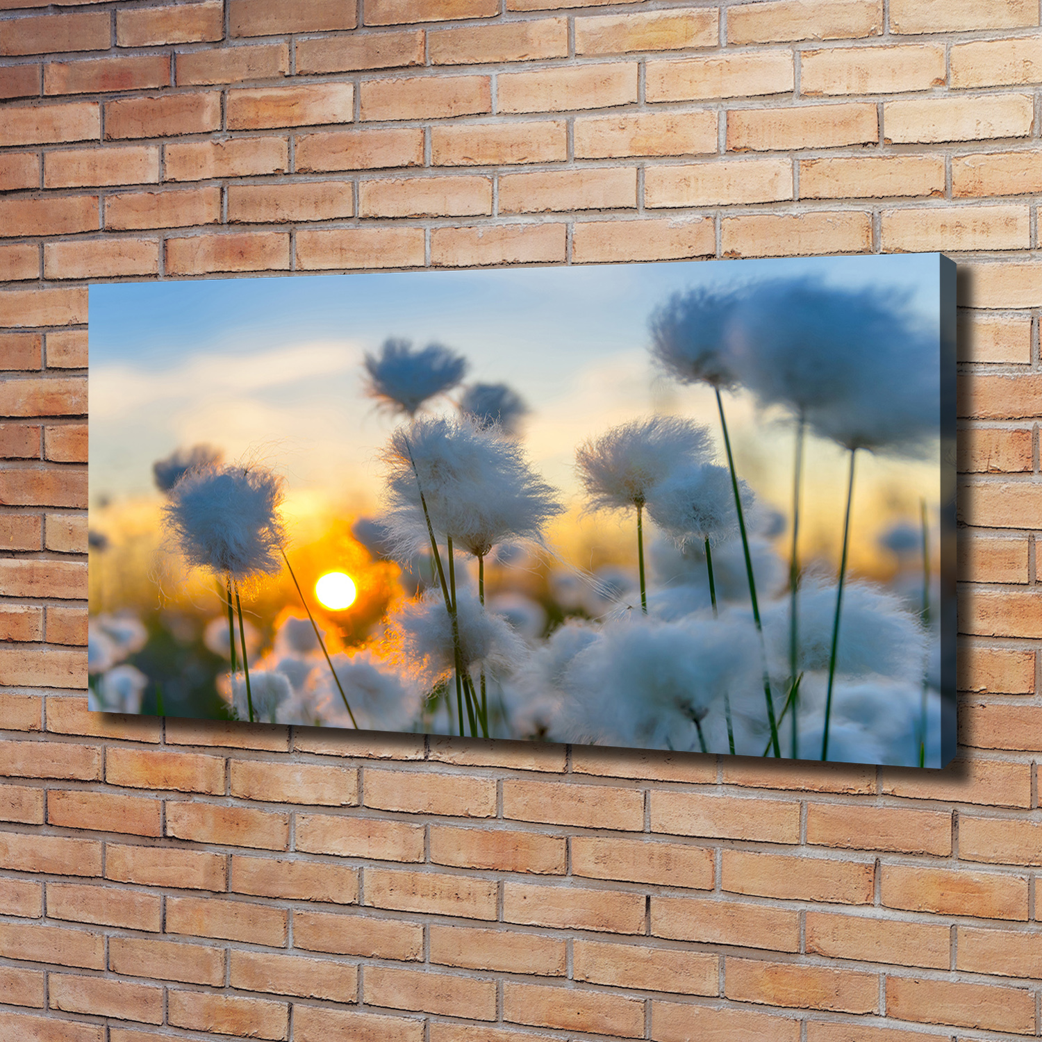 Leinwandbild Kunst-Druck 120x60 Bilder Blumen & Pflanzen Wollgras
