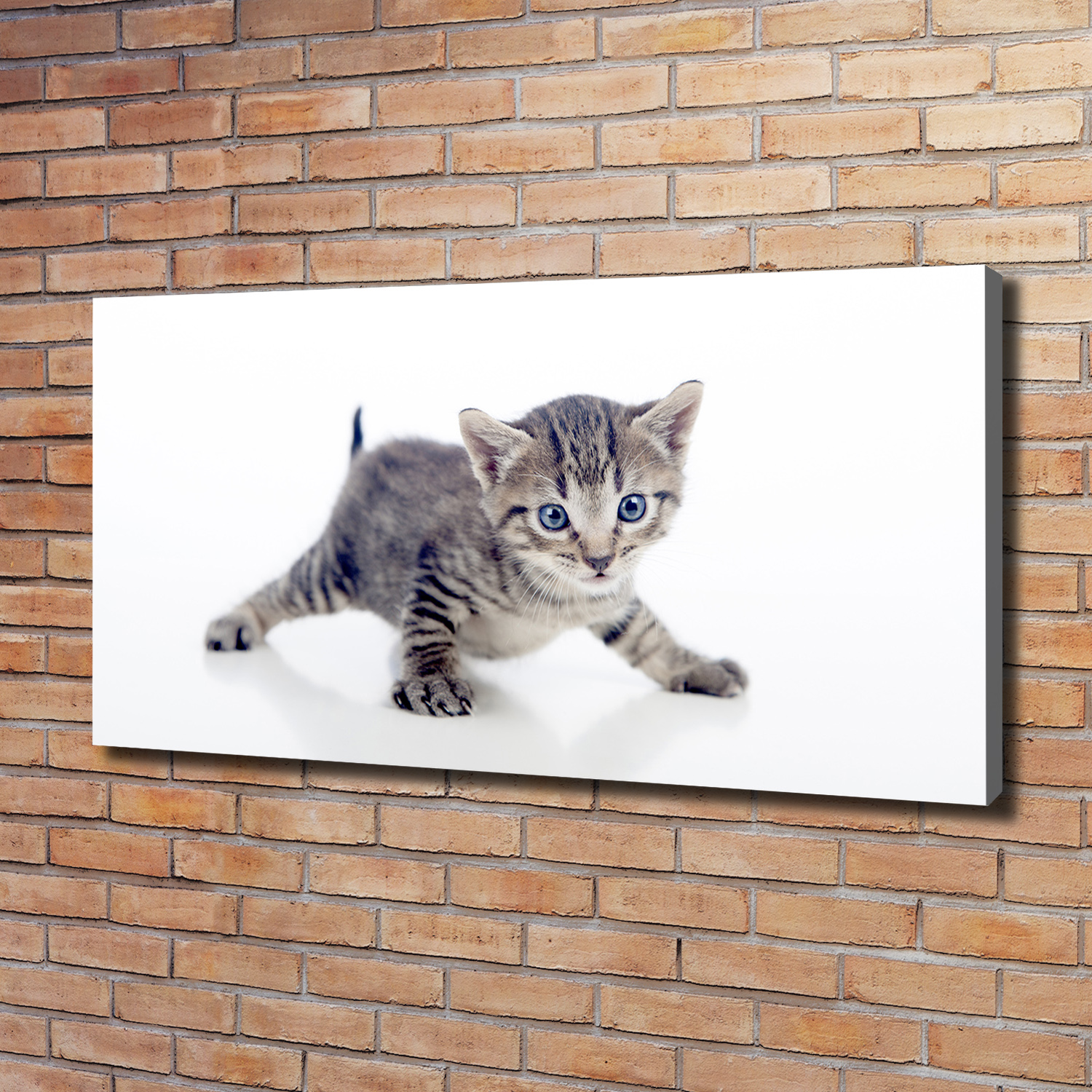 Leinwandbild Kunst-Druck 120x60 Bilder Tiere Kleine Katze