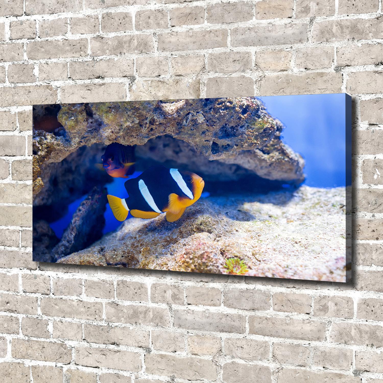 Leinwandbild Kunst-Druck 140x70 Bilder Tiere Tropischer Fisch
