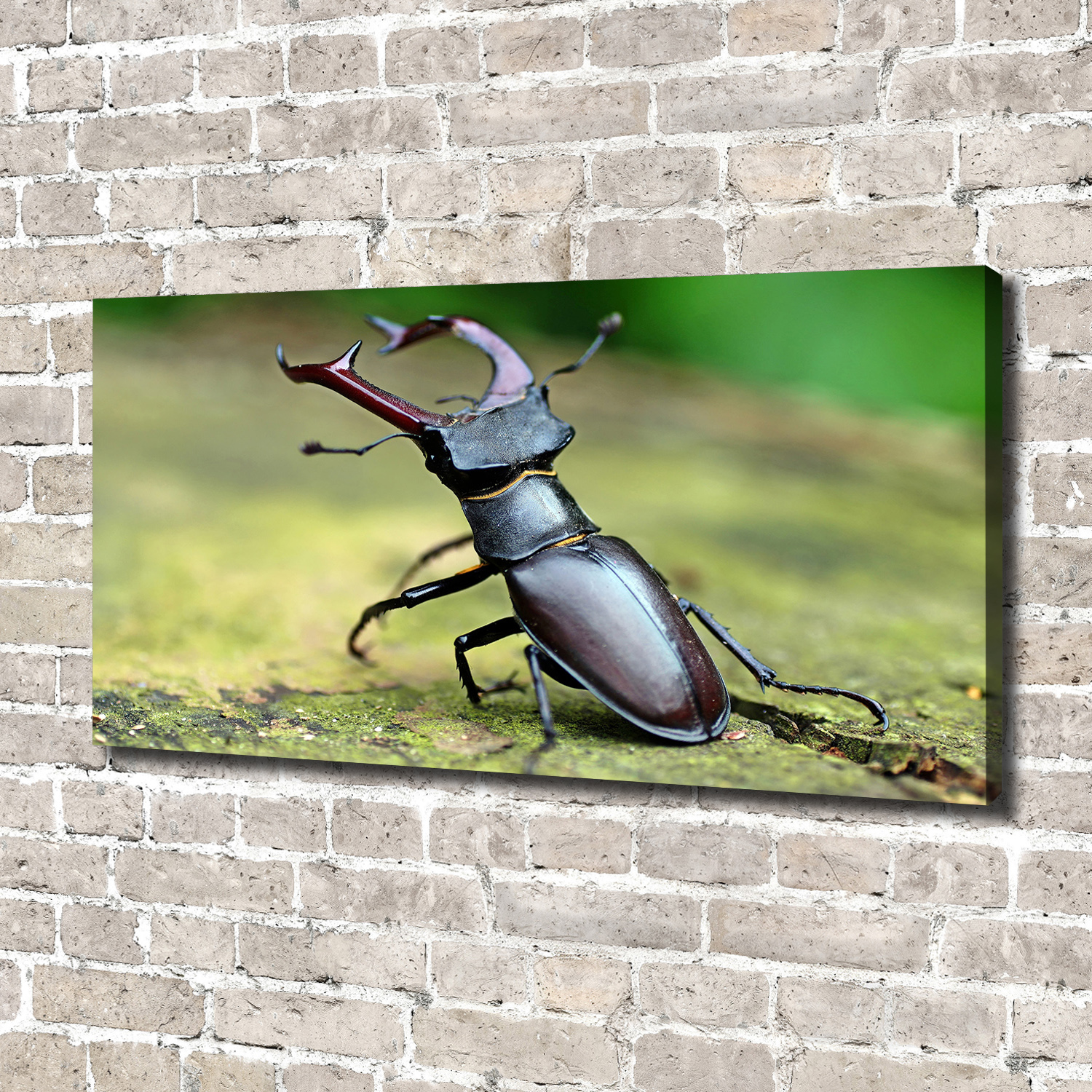 Leinwandbild Kunst-Druck 140x70 Bilder Tiere Käfer | eBay