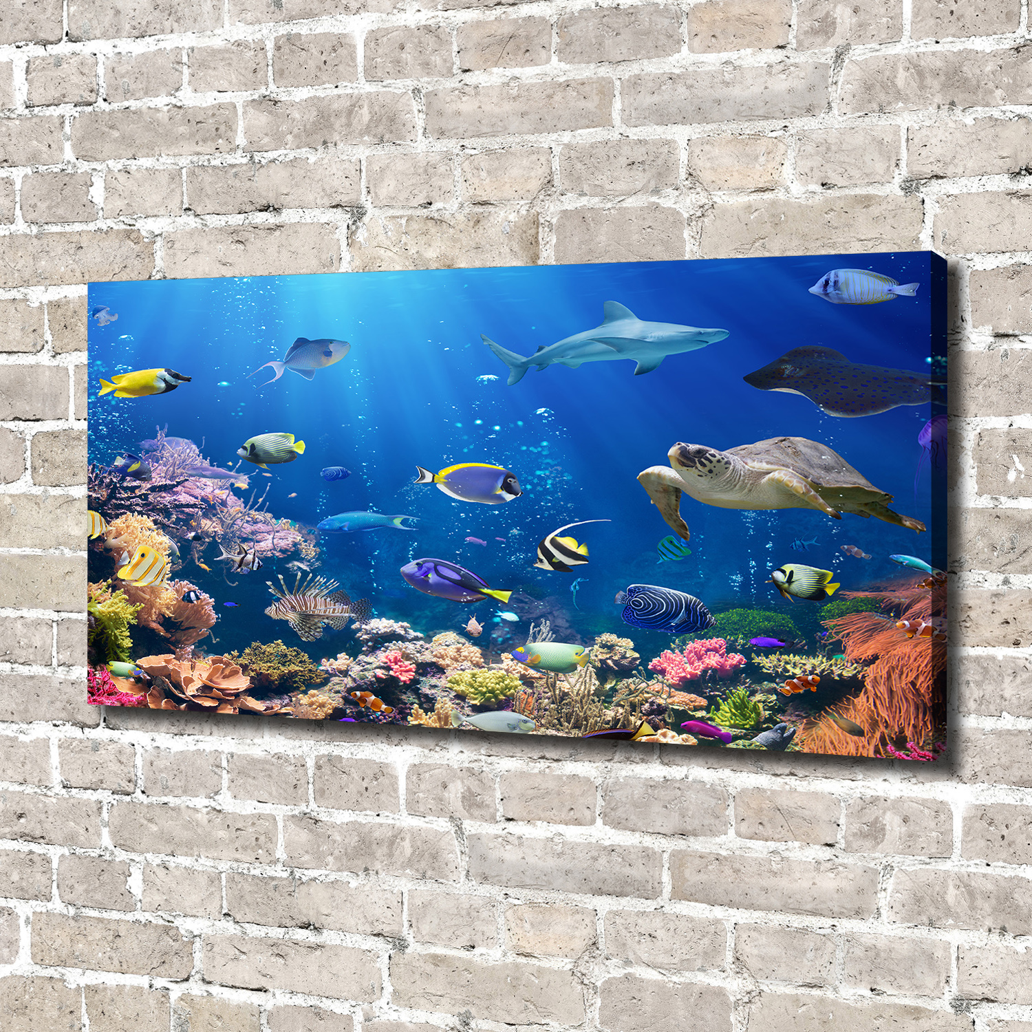 Leinwandbild Kunst-Druck 140x70 Bilder Tiere Korallenriff
