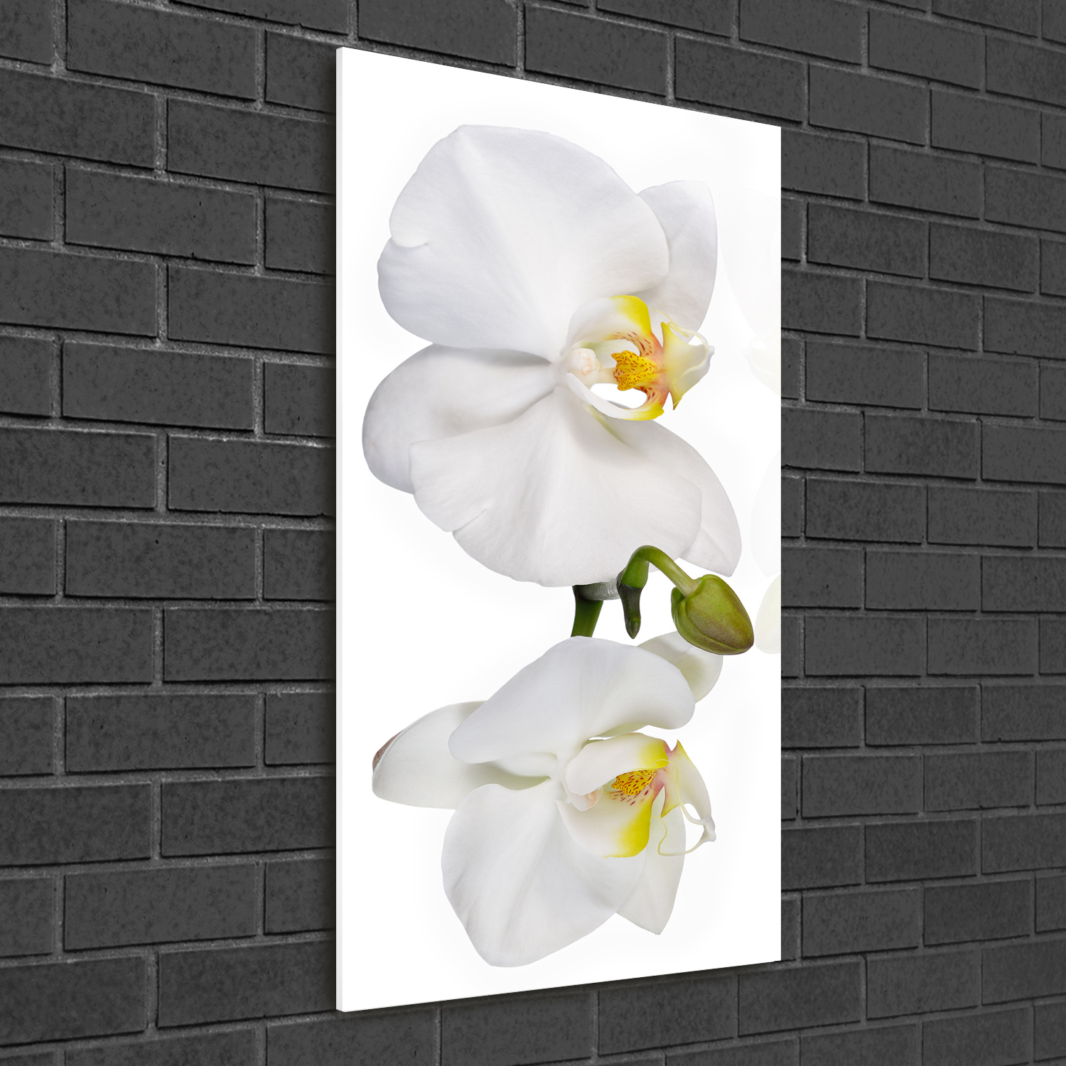 Wandbild Kunst-Druck auf Hart-Glas hochkant 50x100 Weiße Orchidee