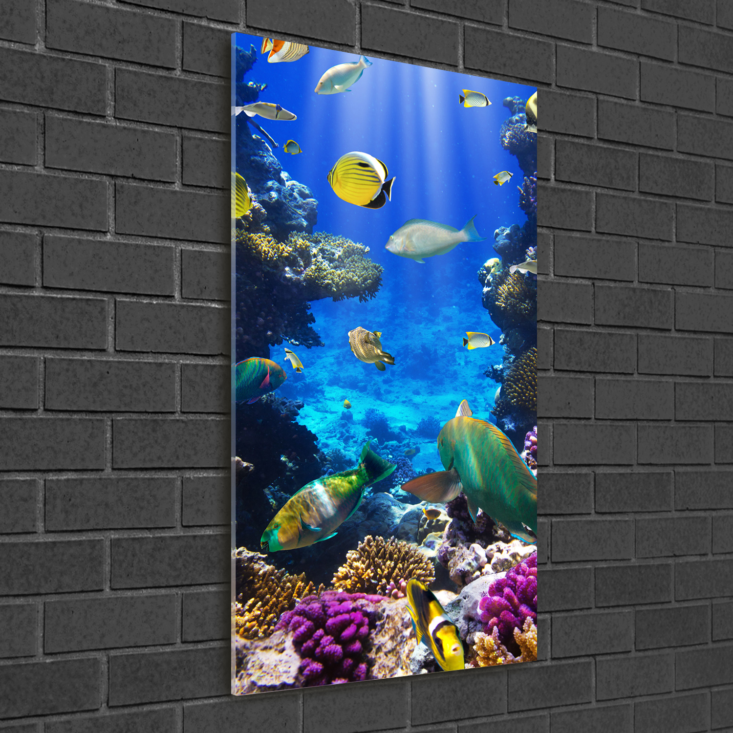 Leinwandbild Kunst-Druck 100x50 Bilder Tiere Korallenriff