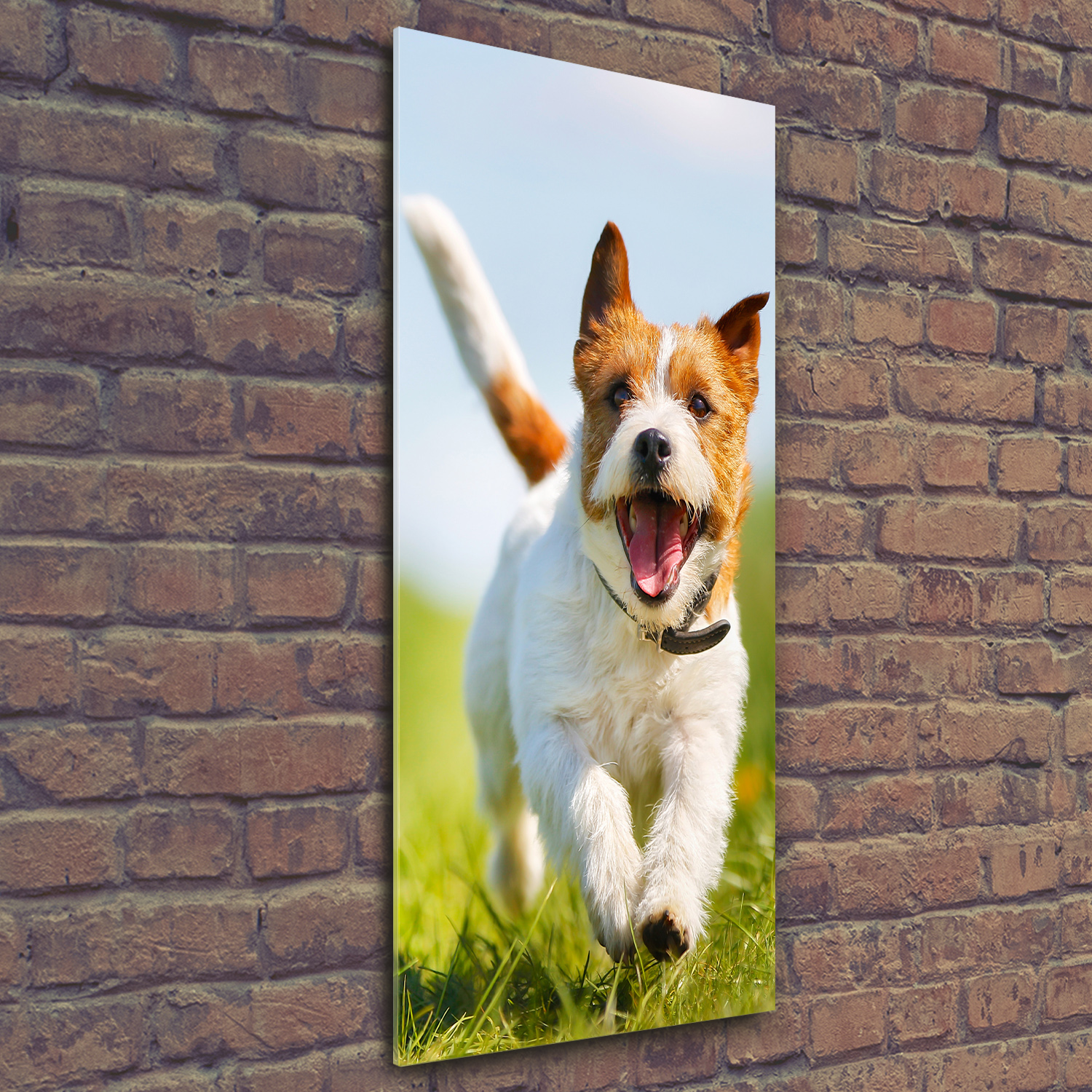 Wandbild Kunst-Druck auf Hart-Glas hochkant 50x125 Hund Jack Russell