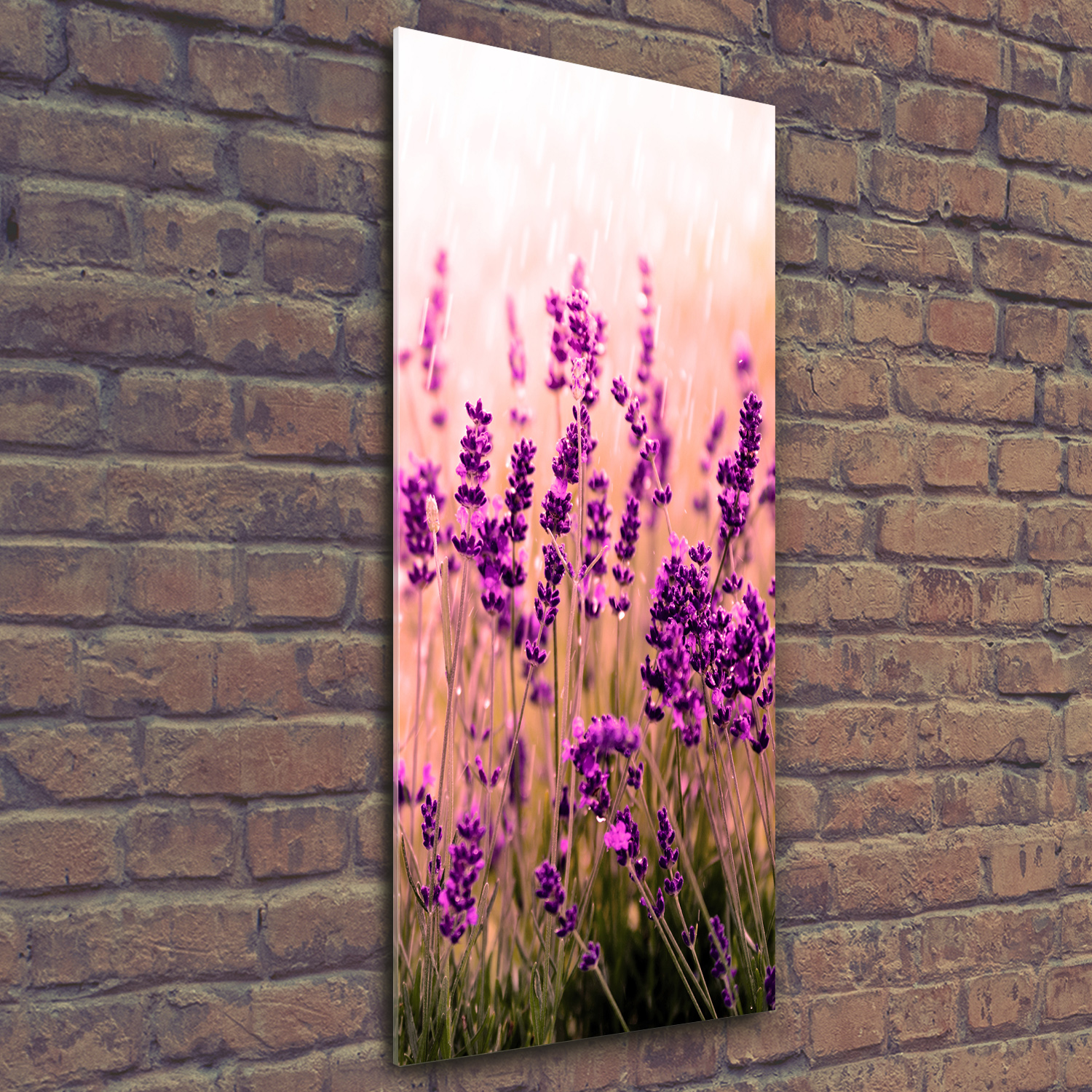 Wandbild Kunst-Druck auf Hart-Glas hochkant 50x125 Lavendelfeld