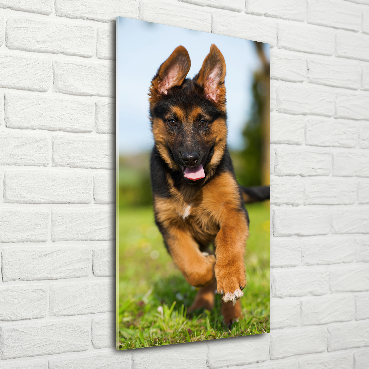 Wand-Bild Kunstdruck aus Hart-Glas Hochformat 70x140 Deutscher Schäferhund