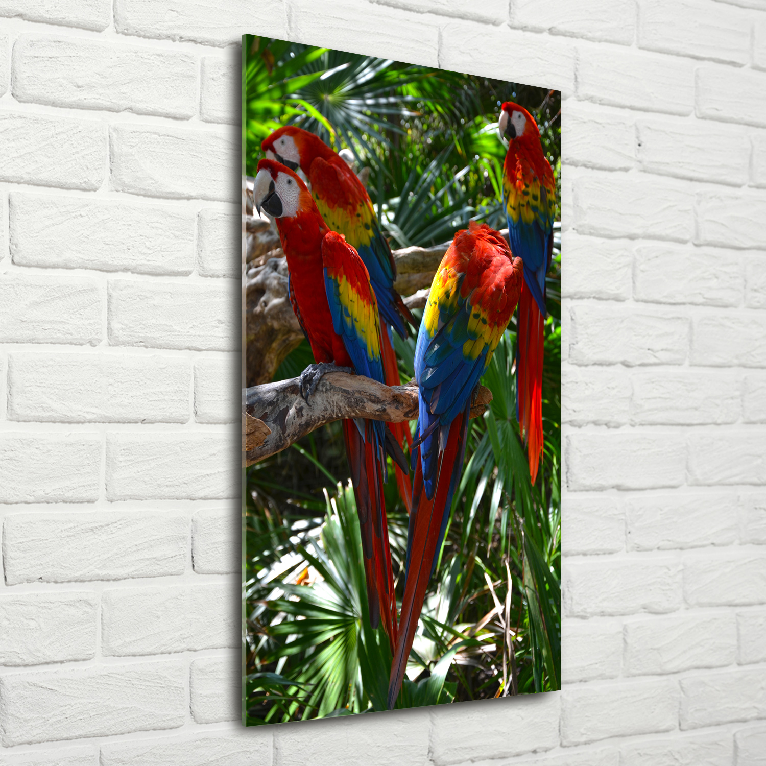 Wandbild Kunst-Druck auf Hart-Glas hochkant 70x140 Ara Papageien