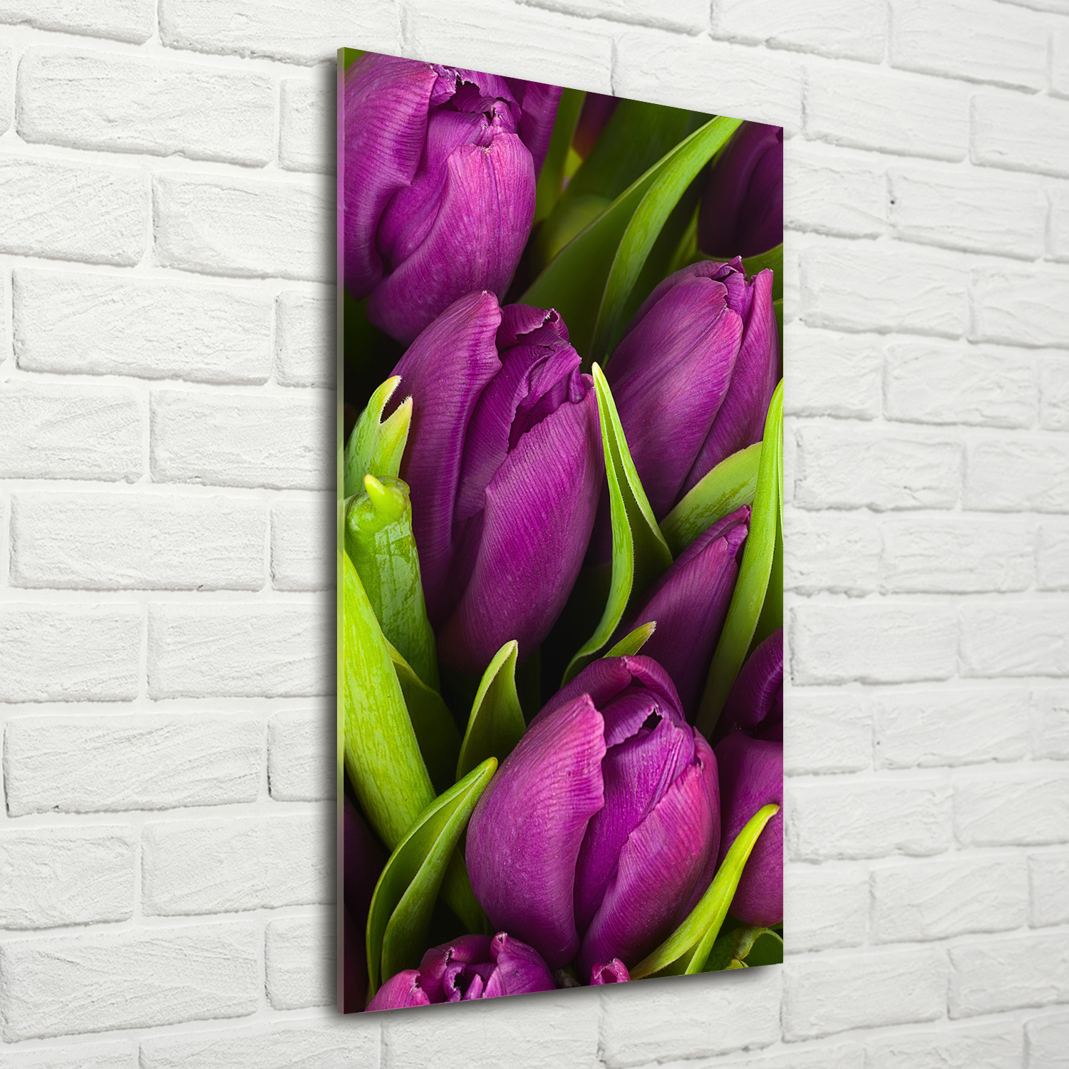 Wandbild Druck auf Plexiglas® Acryl Hochformat 70x140 Lila Tulpen
