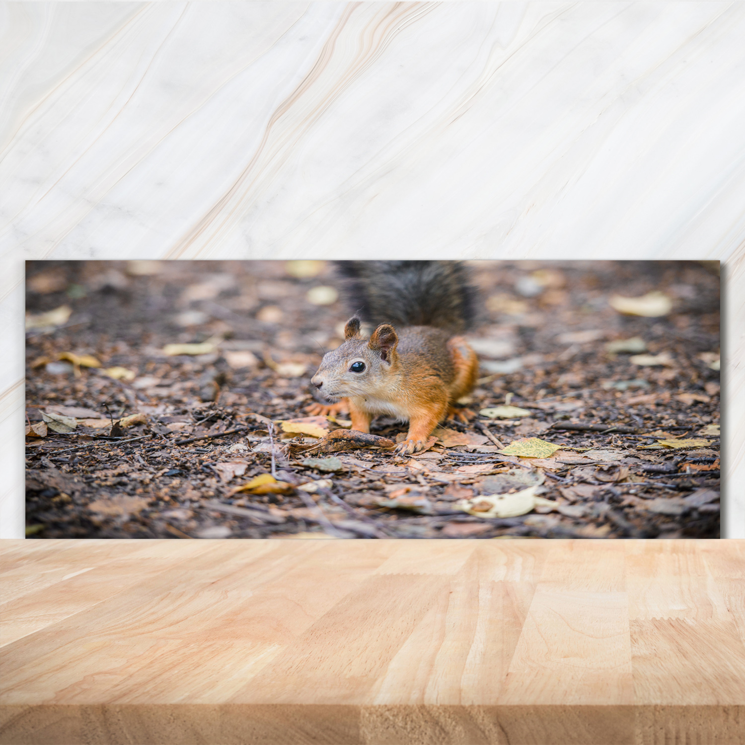 Küchenrückwand Spritzschutz aus Glas 125x50 Deko Tiere Eichhörnchen