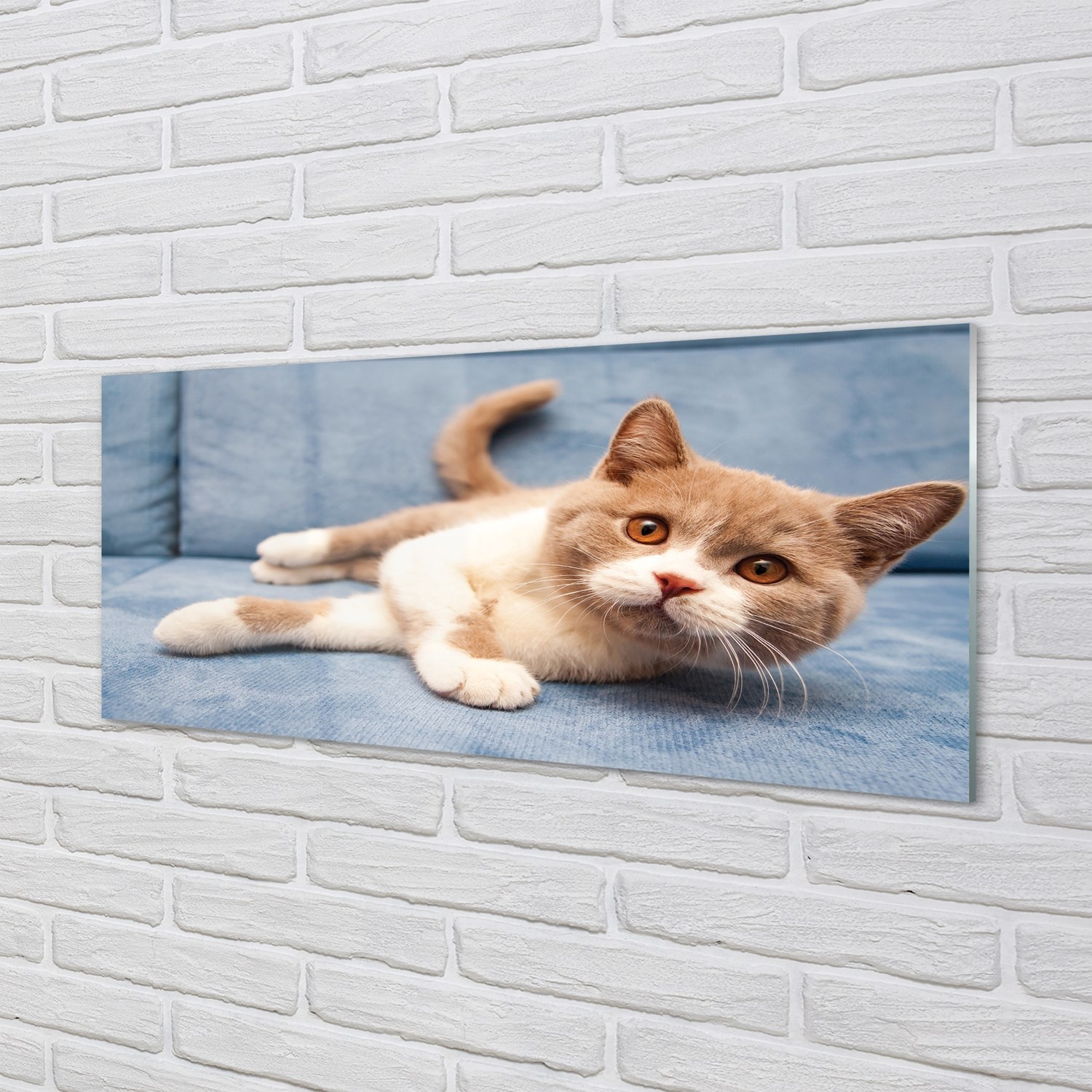 Tulup Glasbilder 125x50 Wandkunst liegend Katze