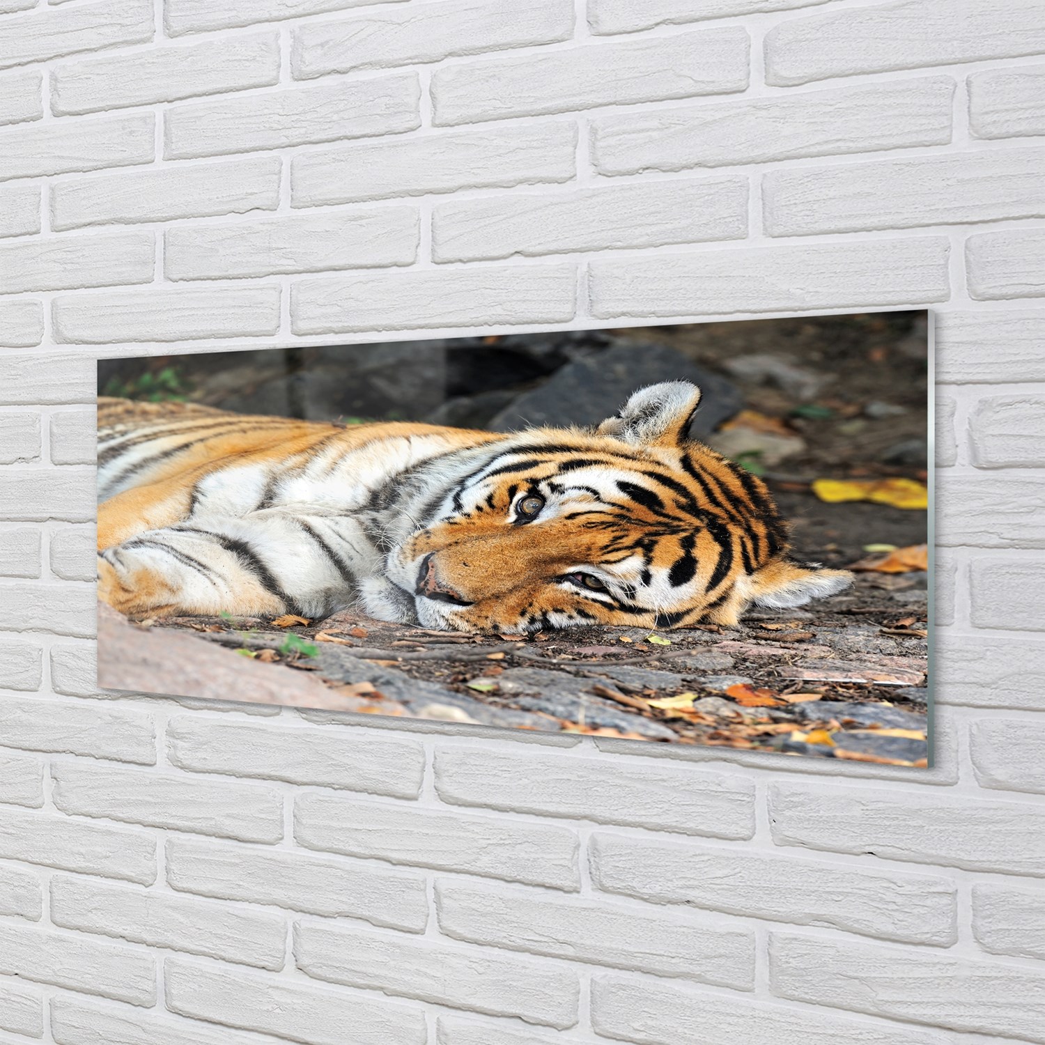 Tulup Glasbilder 125x50 Wandkunst liegend Tiger